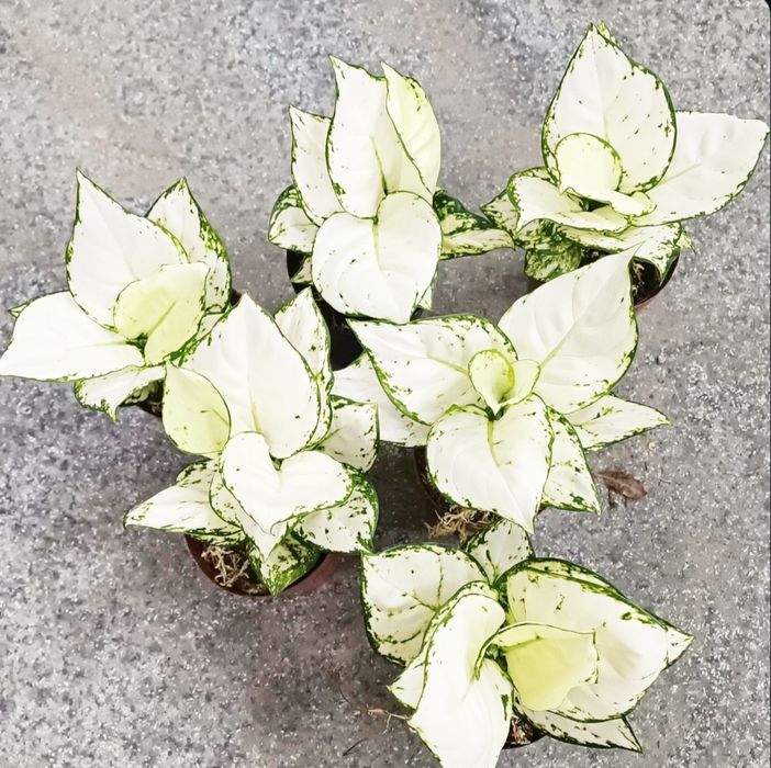 Тайские Аглаонемы