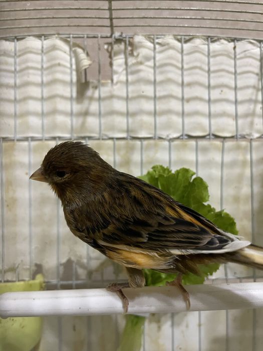 Канарейка красный дерево