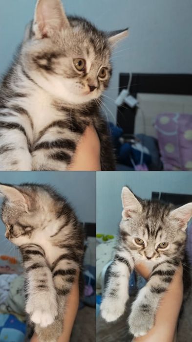 Пристраиваются котята