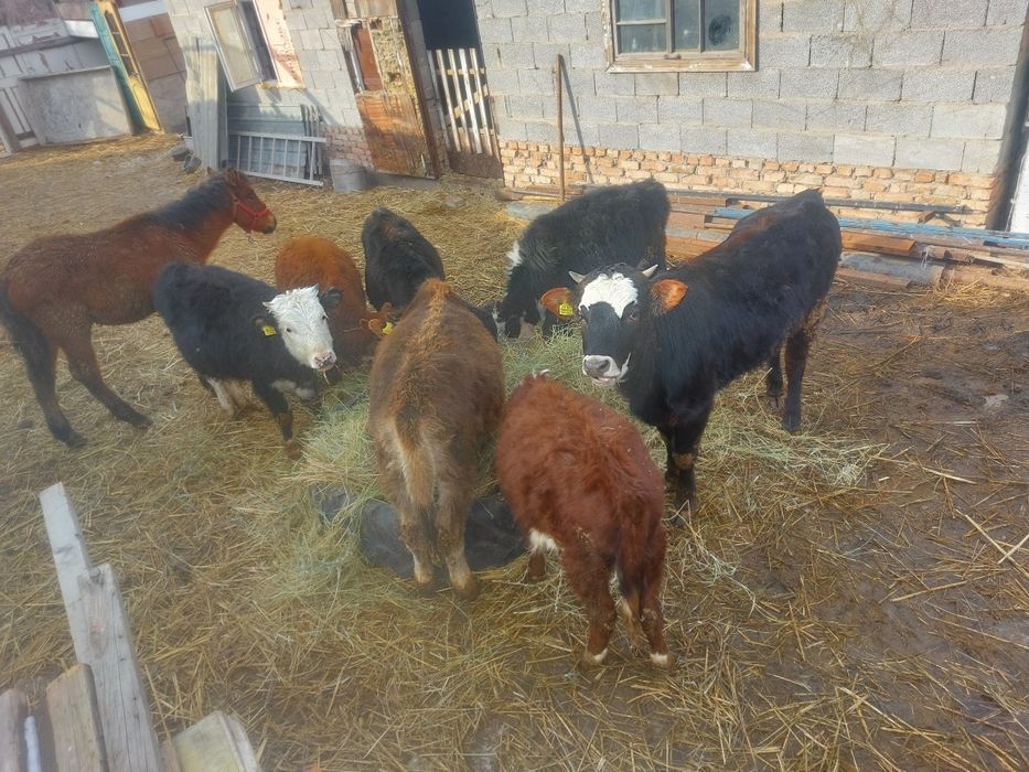 Малшы керек сиыр 4 сауганга