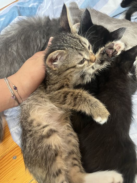 Котенок девочка