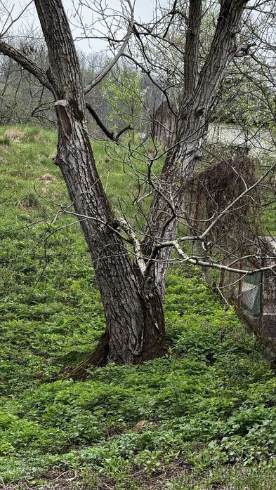 Vand nuc netaiat vechi de peste 100 de ani