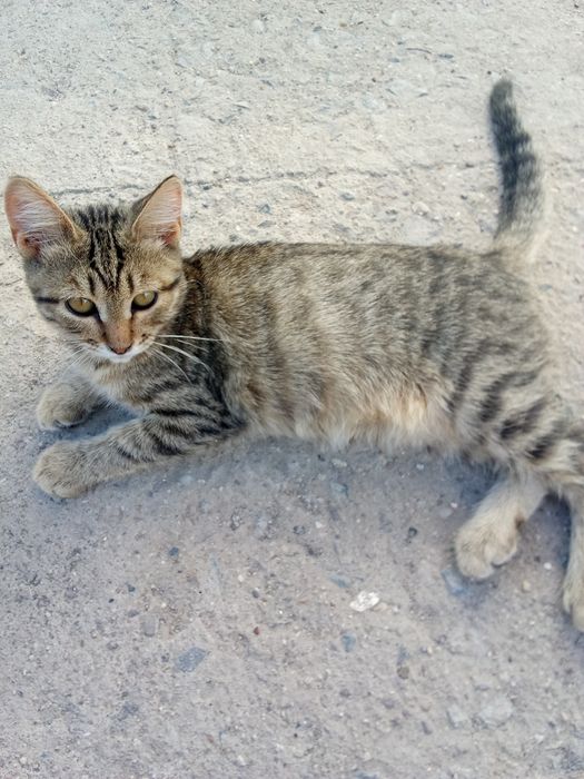 Котенок девочка котенок