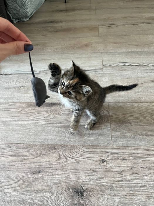 Отдадим котенка в добрые руки