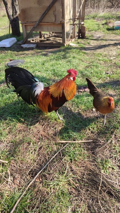 Oплодени яйца - порода Японски феникс