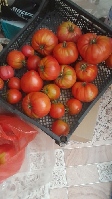 Продам домашние помидоры ...район сарыарка васильковка проспект