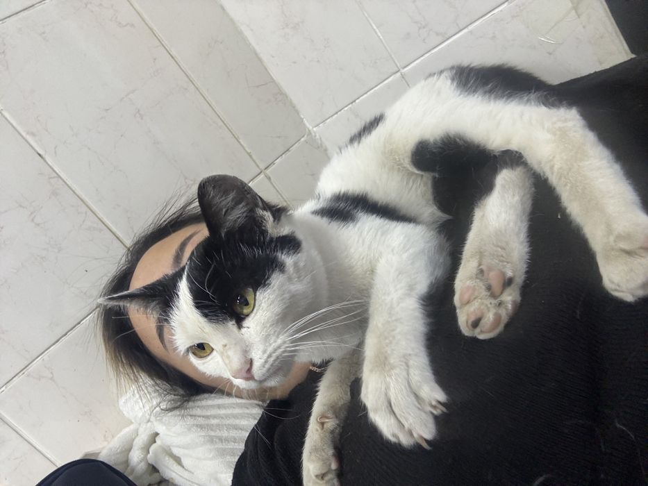 Кот ищем дом