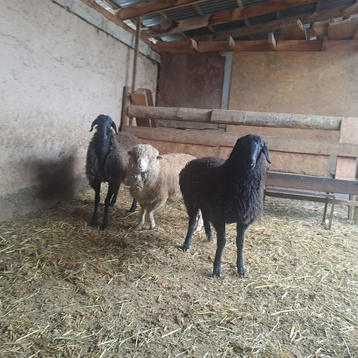 Семиз токтылар бордакы.