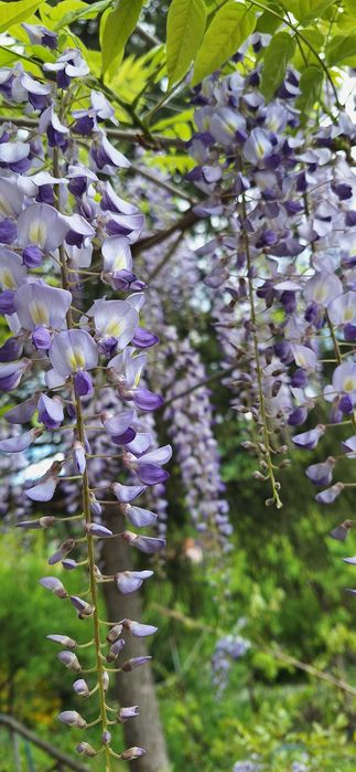Вистерия/ глициния