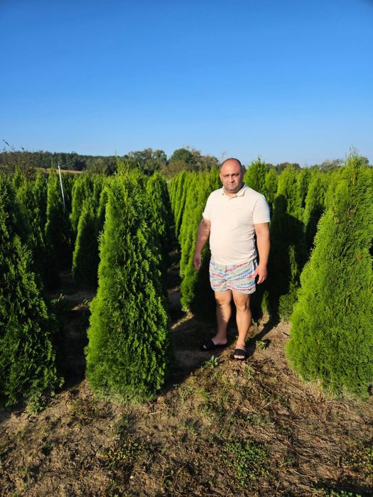 Tuia smaragd calitate extra