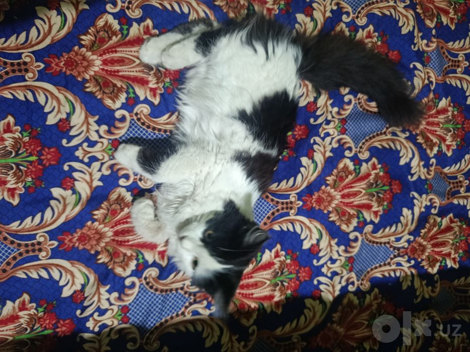 2 ta zotdor paxmoq junli mushukchalar sotiladi.