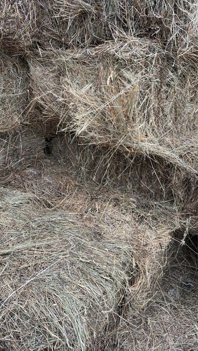 Продам сено тюкованное