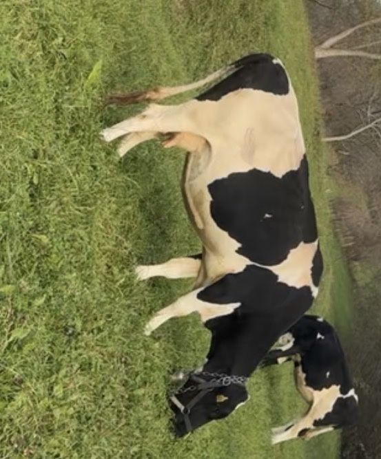 Vaca gestanta in luna 8