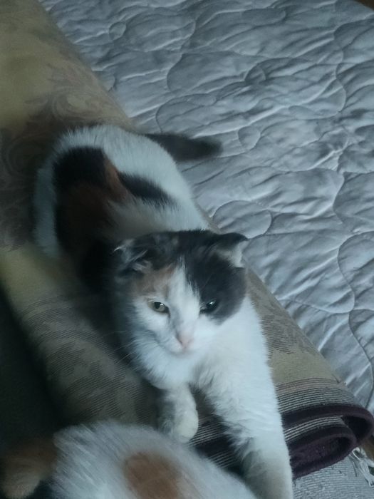 Отдам котенка в хорошие руки