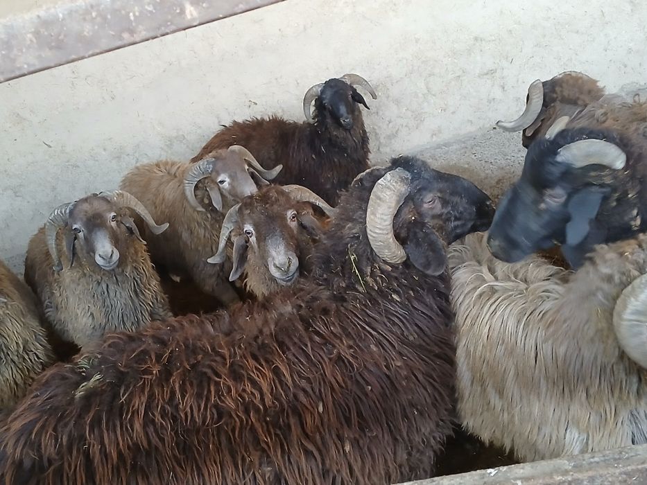 Qôchqorlar sotiladi