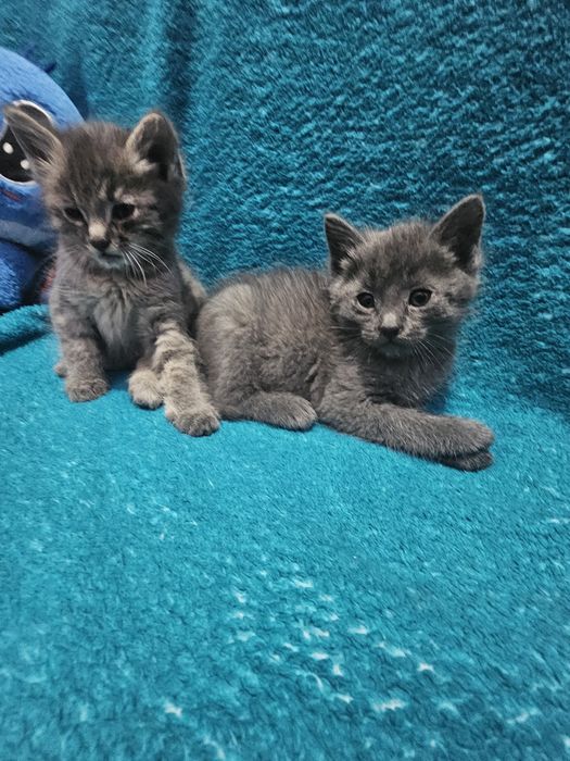 Отдам котят бесплатно