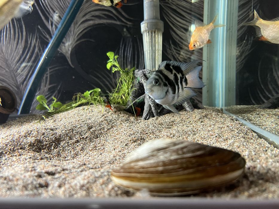 Панорамный аквариум «под ключ».