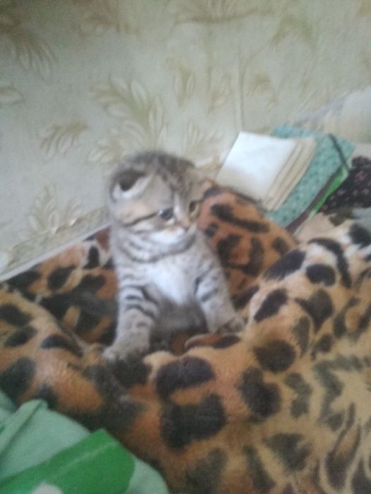 Шотландские котята