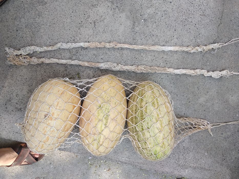 Аво́ська (сетка)