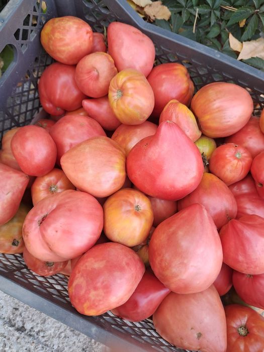 Продам дачные помидоры