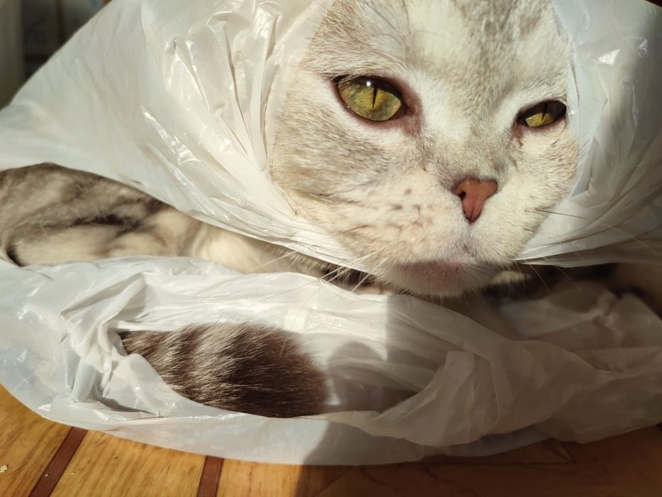 Опытный шотландский кот. Вязка