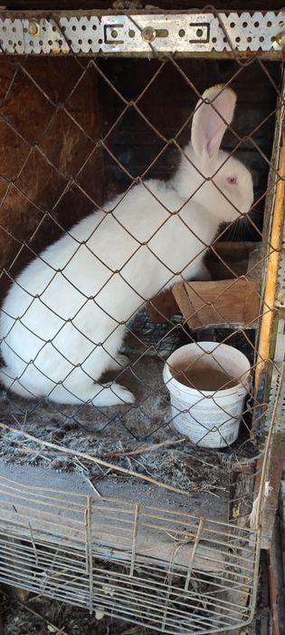 Продам кроликов порода великан