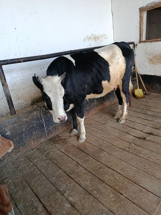 Корова перва телка