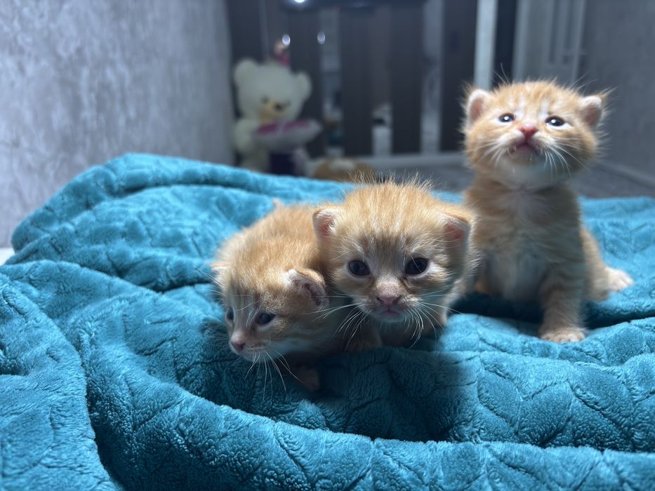 Шотландские вислоухие котята