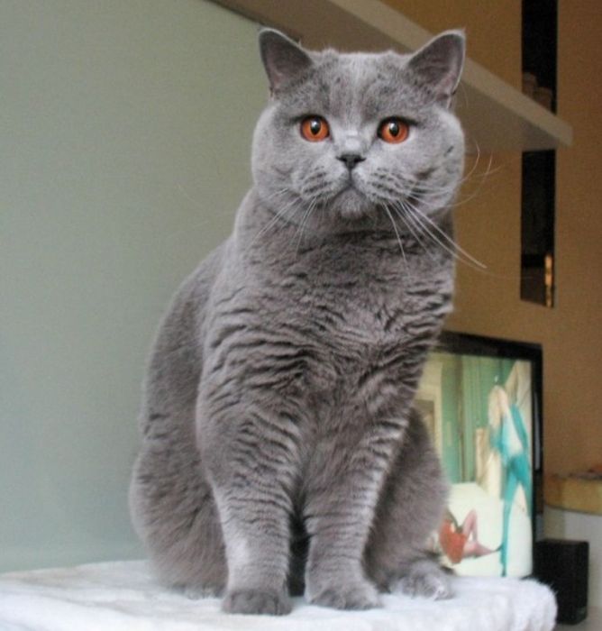 Британцы котята Алматы