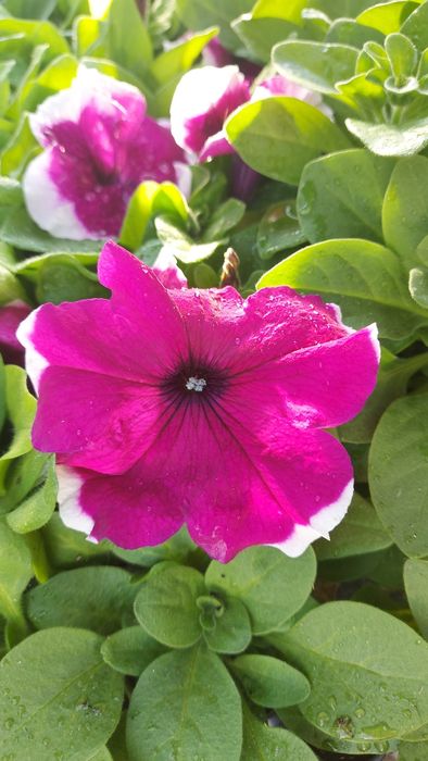 Петуния разная продам