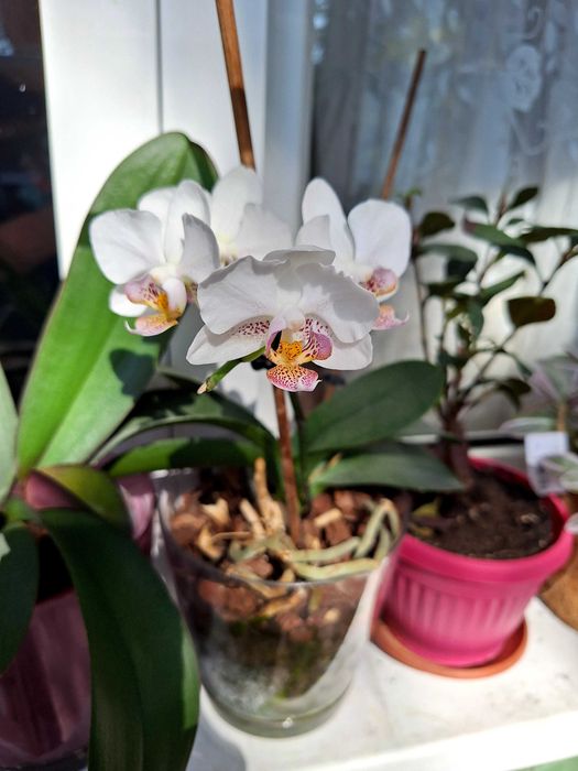 Орхидеи в саксия