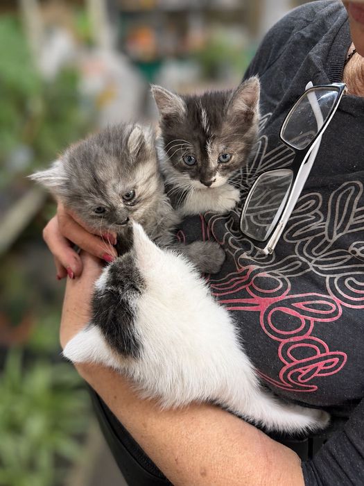 Котята 1 месяц в хорошие руки бесплатно