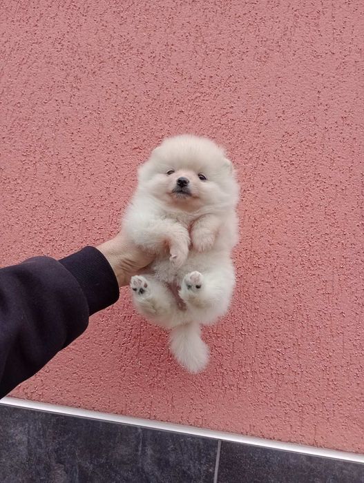 Женски  Померани