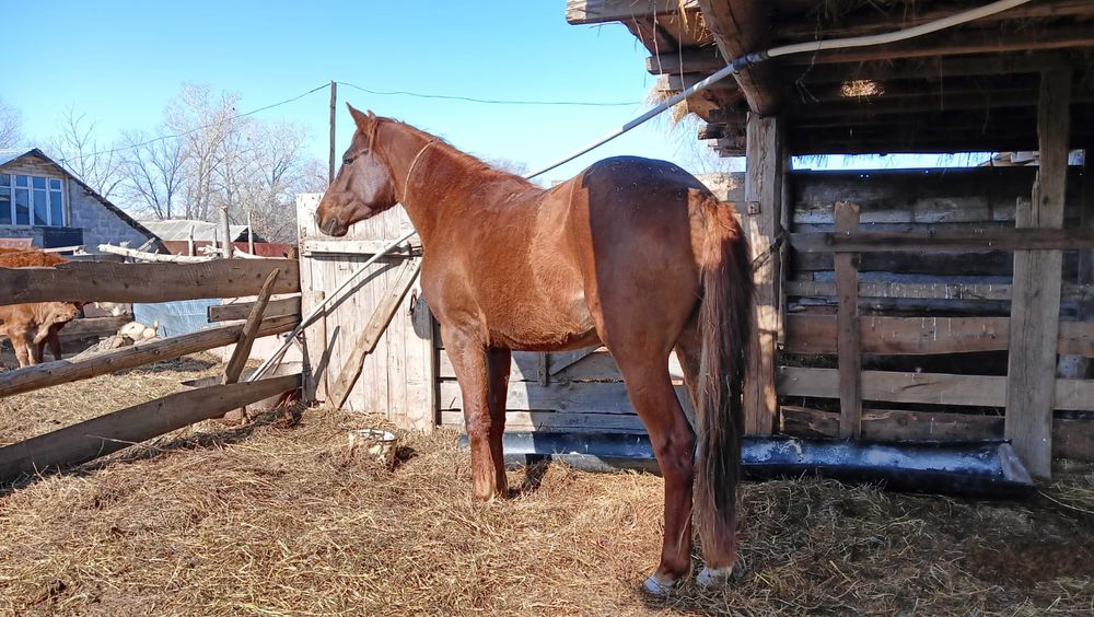Бес жасар айғыр сатылады