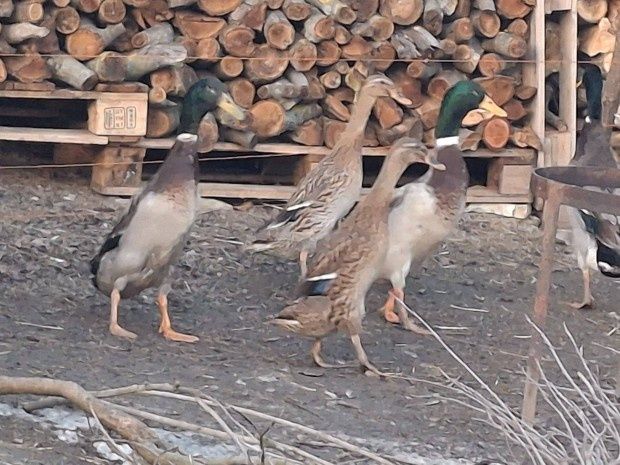 Rate indieni de vanzare