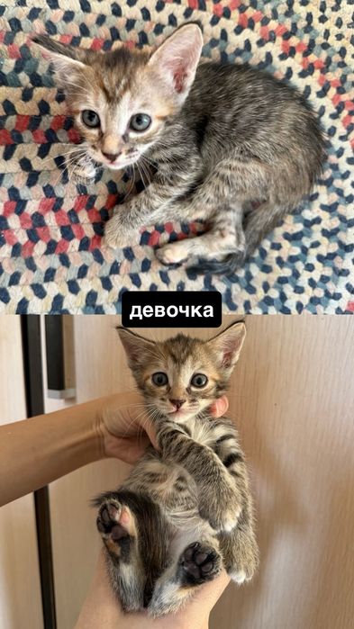 котята бесплатно
