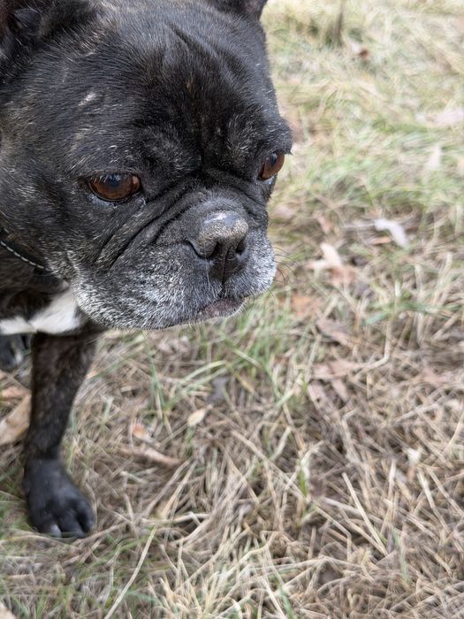 Француская бульдожка Рада ищет семью.
