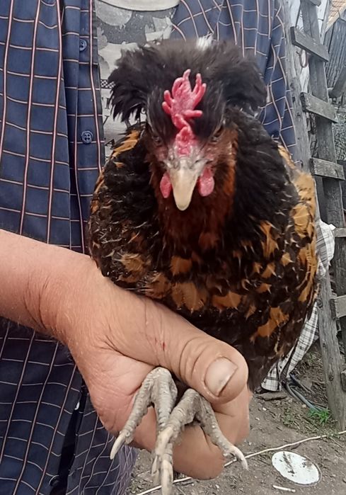 Vând cocoș frizat și zburlit, împreună cu o puicuță cu moț.Am obținut și pui frumoși de la ei, sunt de anul trecut