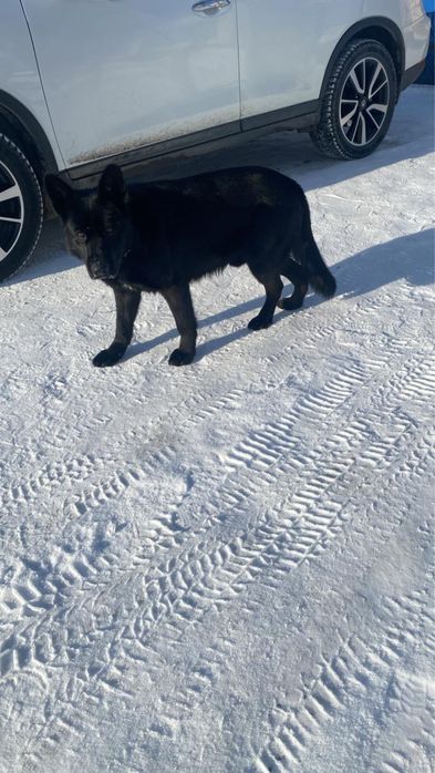 Вязка черной немецкой овчарки