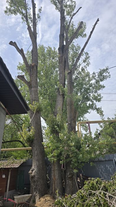 Тополя под снос высокие