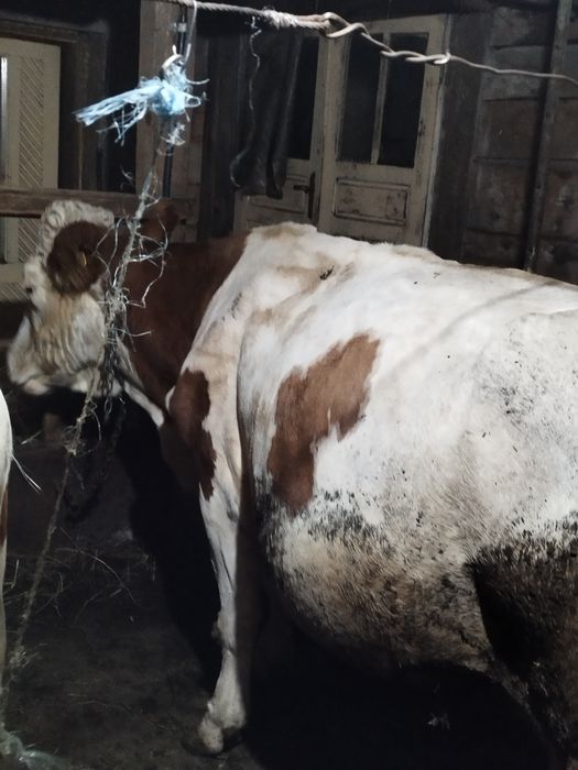 Vacă de vînzare bălțată