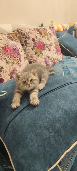 Продаются Котята