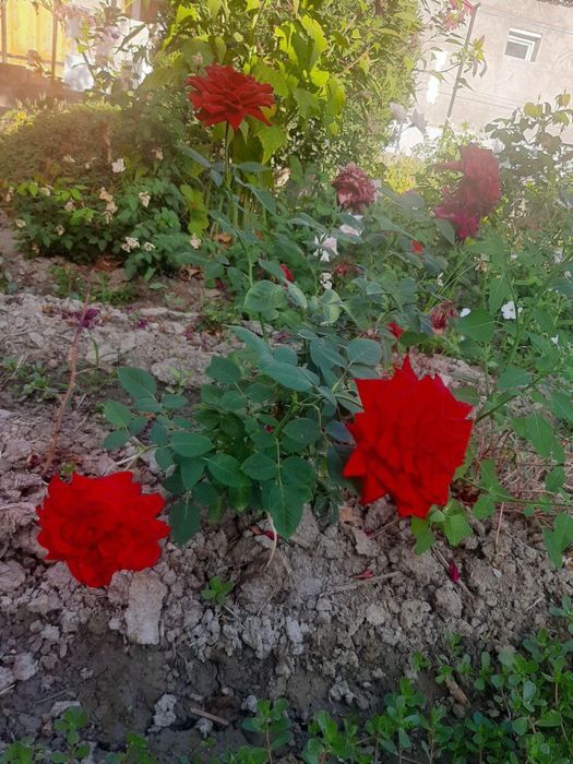 Атир гуллар кўчати сотилади. Иссиқхонада эмас, ишончли