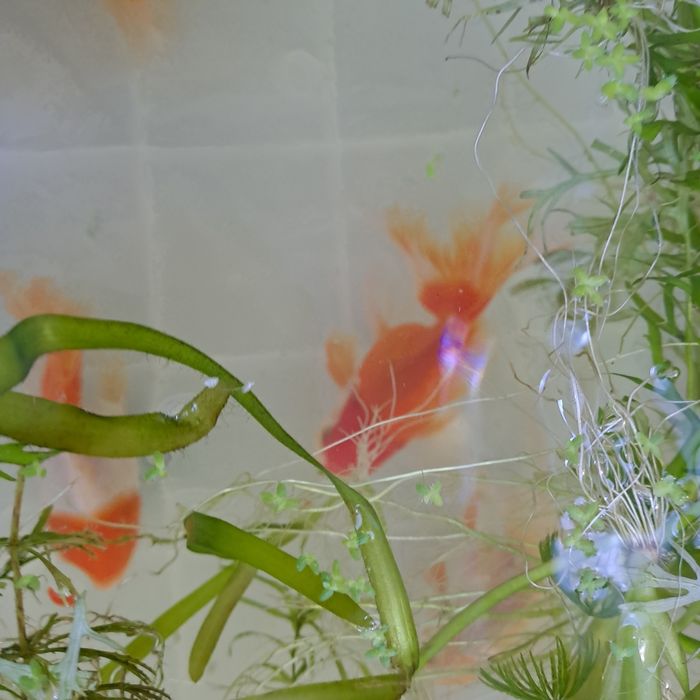 Продам оранд триколор