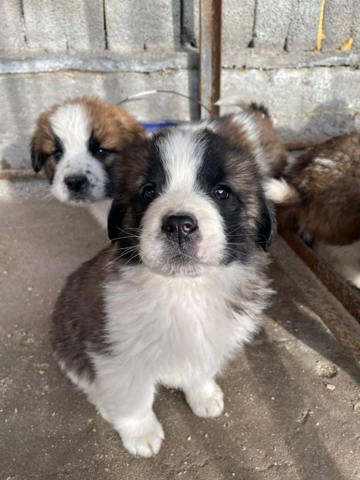 Московская сторожевая щенки