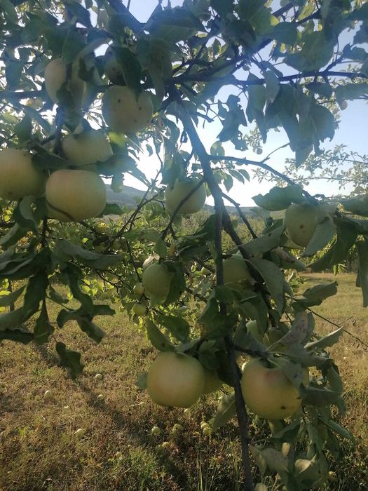 Vand mere bio pentru suc sau consum
