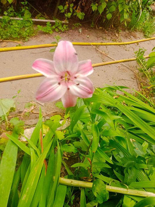 саженцы орехов, Хоста (Функия), папоротники, ландыши, Ирисы, пионы