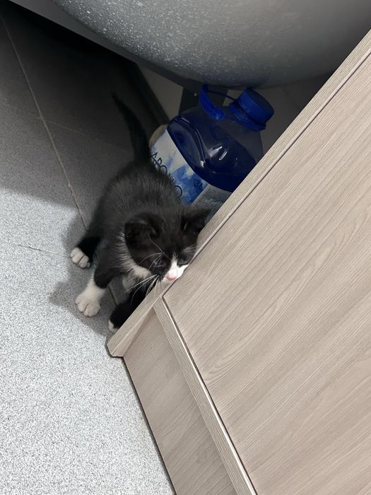 котенок девочка в добрые руки
