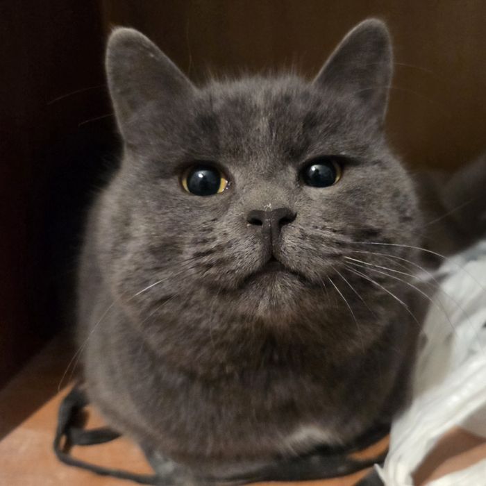 отдам кошку хорошие руки