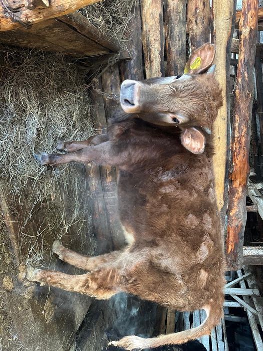 Продам телок на доращивание